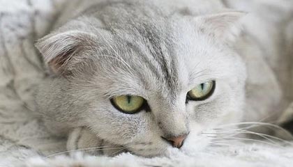 九游体育网址-_防守如铁壁，尼克斯锁死快船_，尼克斯防守效率